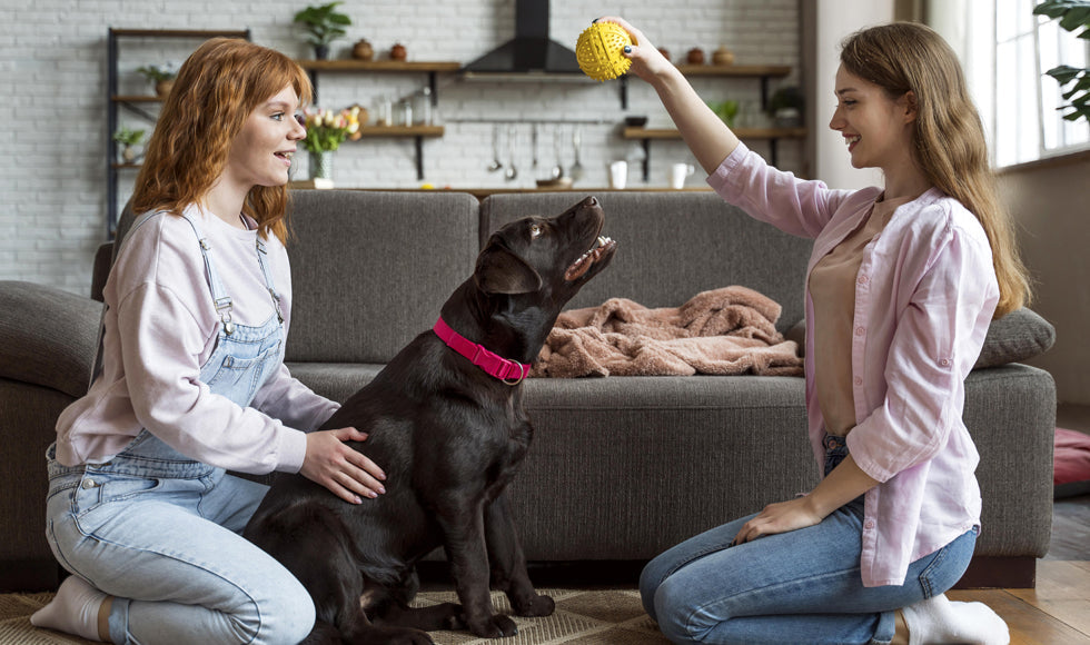 Keeping Your Cat Happy: Why the Right Toys Matter