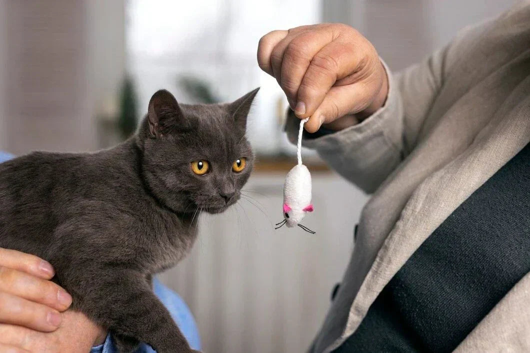  Cat playing with mouse toy 