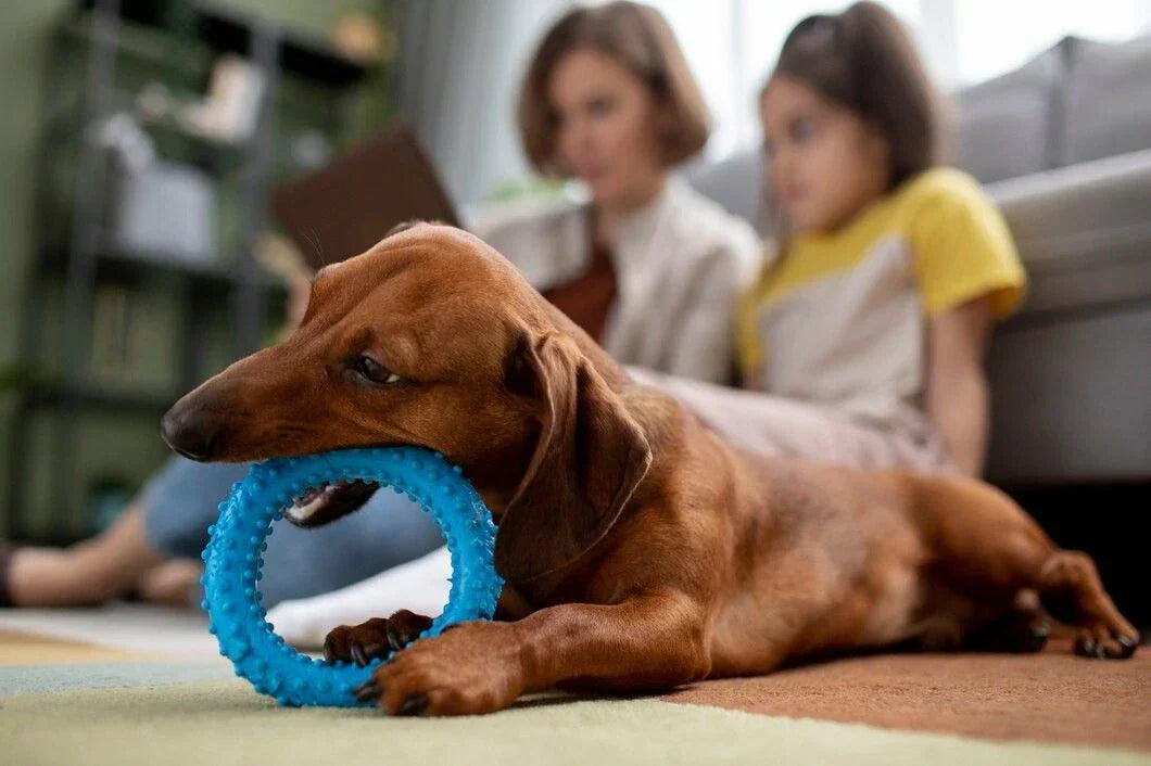 Interactive toy for happy dogs 